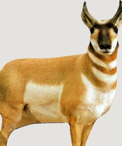 Montana Decoy Co Antelope Buck Decoy