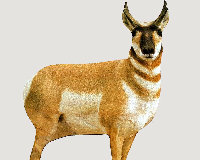 Montana Decoy Co Antelope Buck Decoy 1 Montana Decoy Co Antelope Buck Decoy