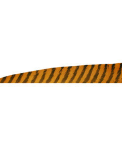 Gateway Shield Cut Feathers Barred Brown 4 in. LW 50 pk.
