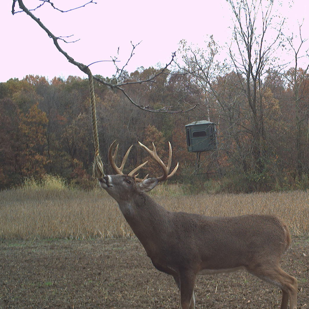 Wildlife Research Golden Rope Scent 4oz 2 Wildlife Research Golden Rope Scent 4oz - Image 2