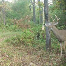 Home 25 Wildlife Research Dripper Scrape & Rope Combo